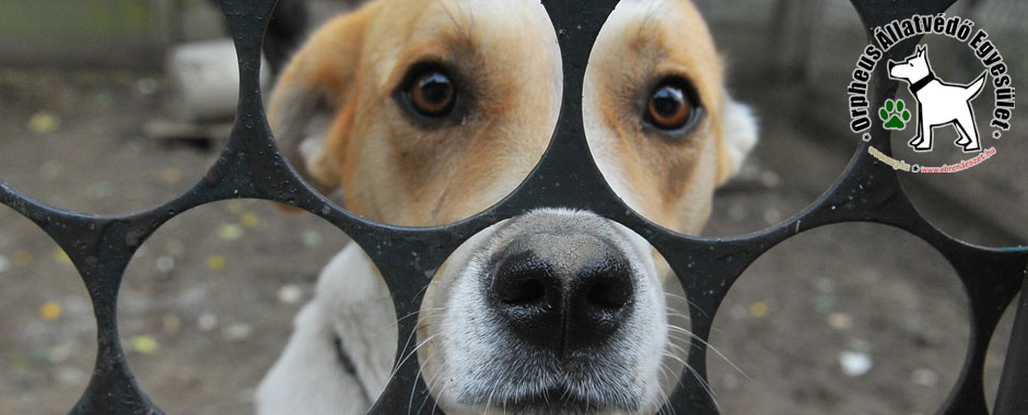 adóbevalláskor adó 1 százalék kutya, cica, állatmenhely, örökbefogadás, adóbevalláskor adó 1 felajánlás